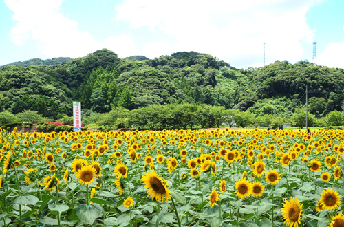 サンプルイメージ